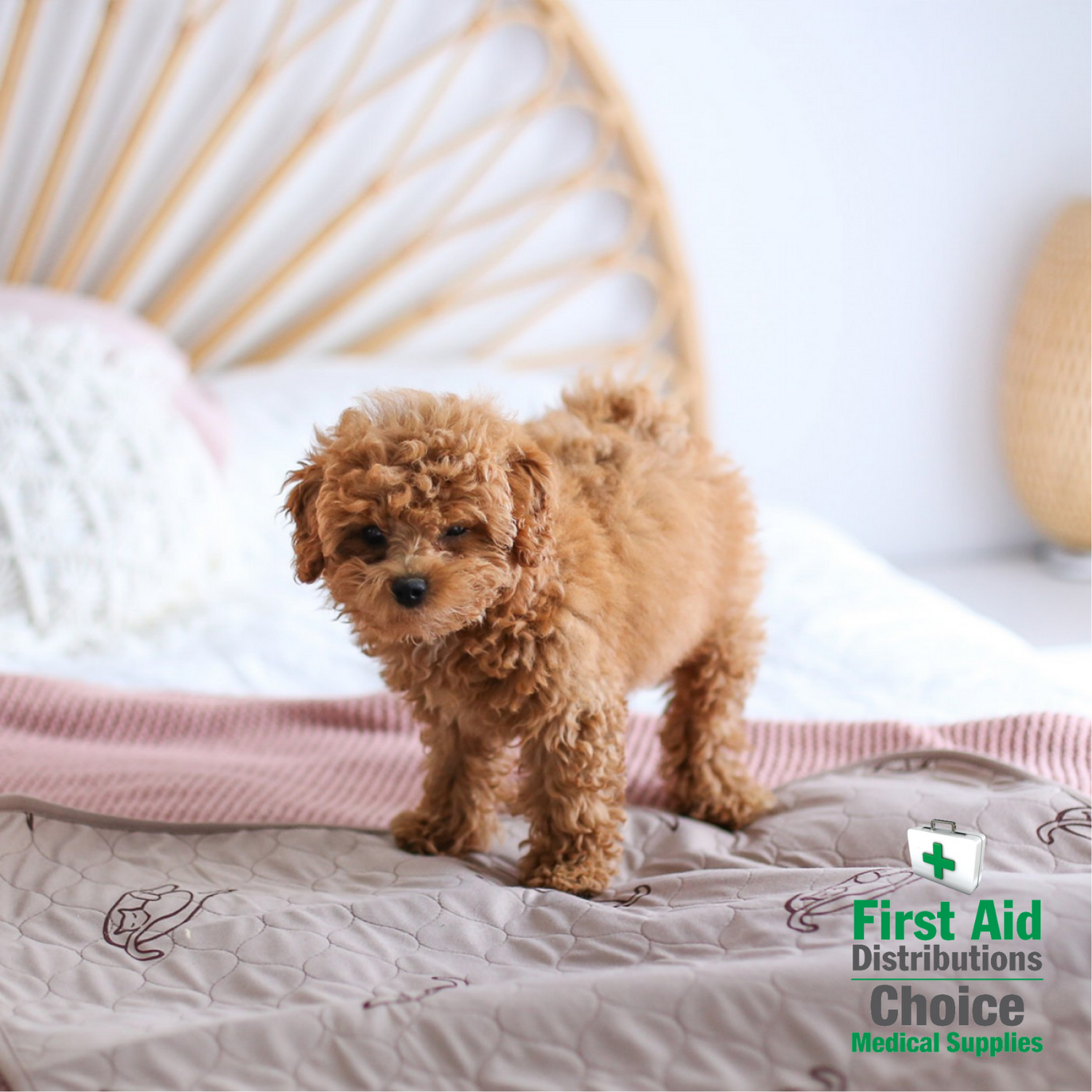 Pet Products